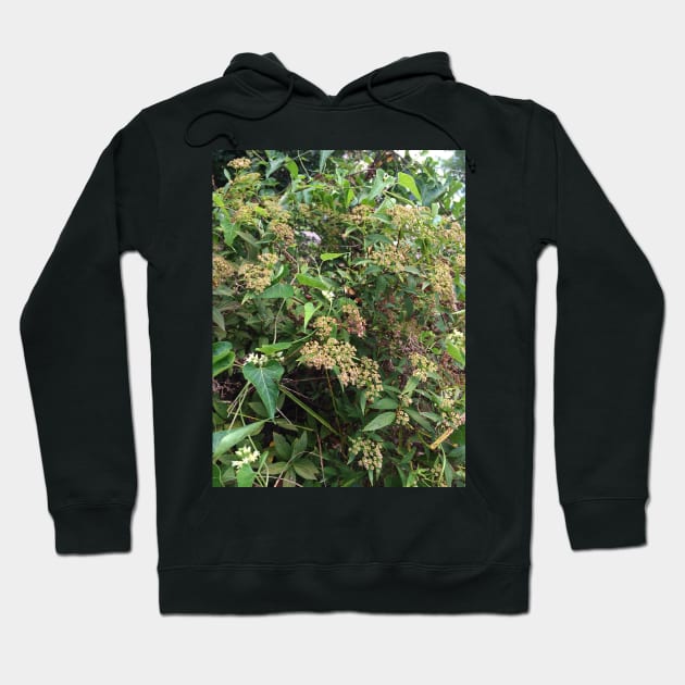 Hummingbird Hawk Moth on Milkweed Hoodie by yodelbat